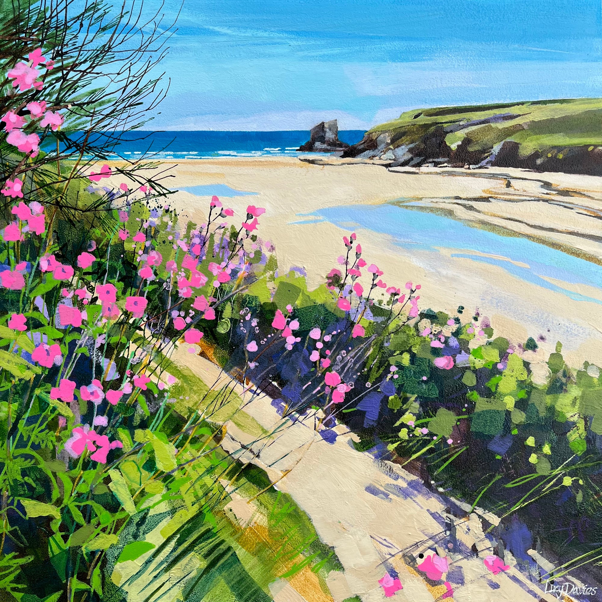 Red Campion at Porthcothan (1011725)