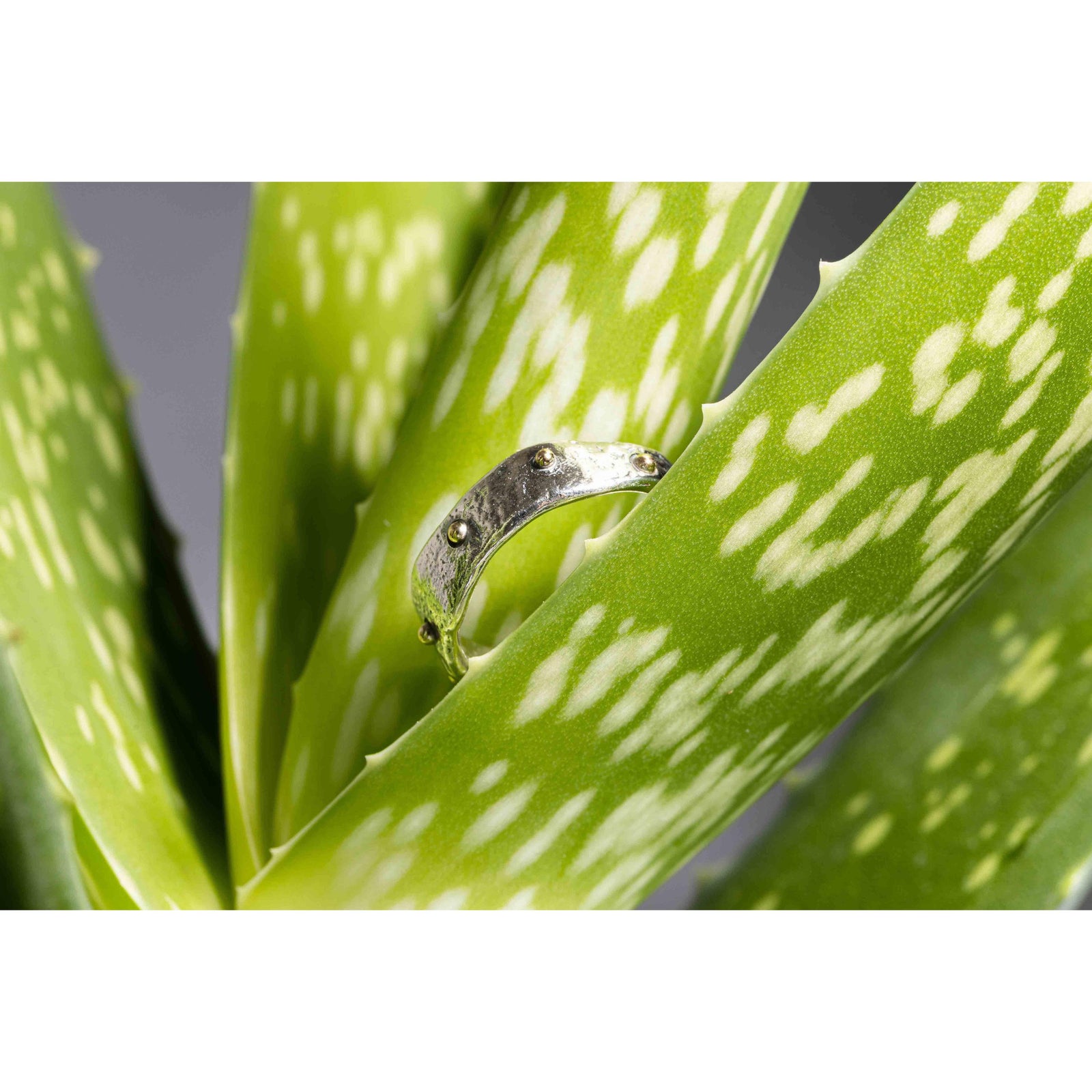 'SA R15 Organic Silver Ring' by Sandra Austin jewellery, available at Padstow Gallery, Cornwall